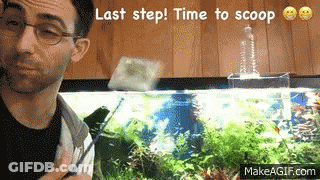 Man Fish Tank Last Step Time To Scoop GIF