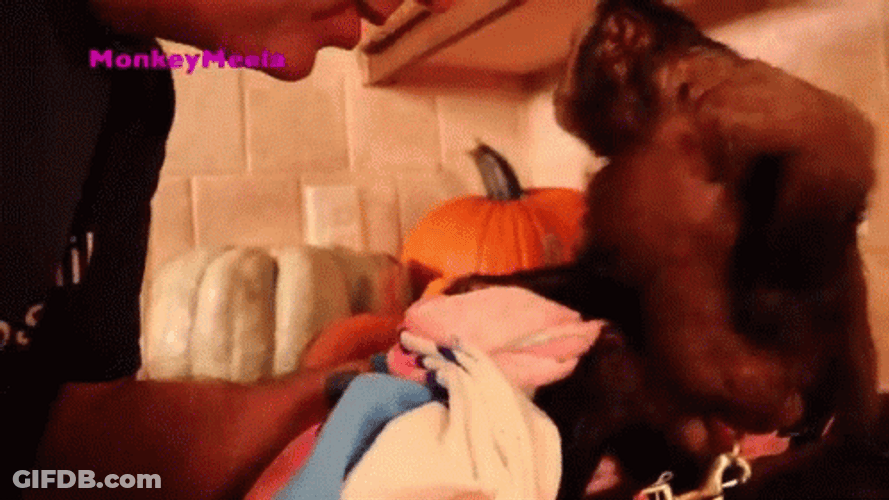 Man Giving Monkey Kiss To Meela GIF