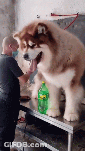Man Grooming Large Dog With Sprite Bottle GIF