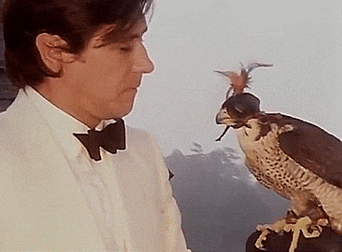 Man Holding A Falcon GIF