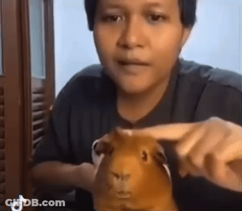 Man Holding And Looking At Guinea Pig GIF