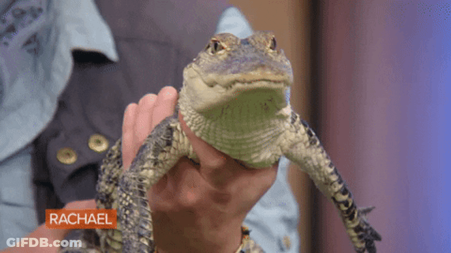 Man Holding Baby Alligator GIF