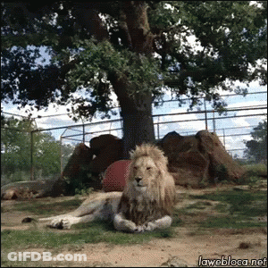 Man Holding Baby In Front Of Window With Monkey Baby GIF