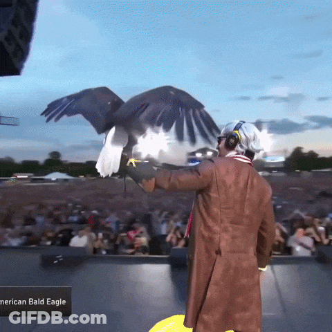 Man Holding Bald Eagle GIF