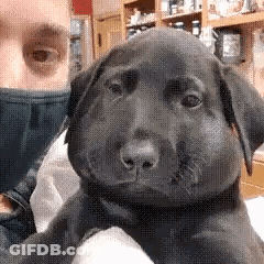 Man Holding Black Puppy With Beehive On Face GIF