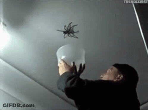 Man Holding Bucket And Spider Flying GIF
