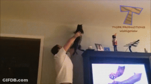 Man Holding Cat In Front Of Tiger Productions Logo GIF