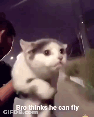 Man Holding Cat With Bro Thinks He Can Fly GIF