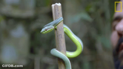Man Holding Green Snake On Stick, National Geographic Logo GIF