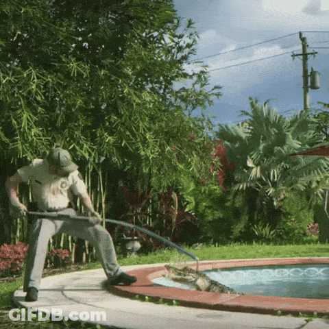 Man Holding Hose By Pool With Crocodile GIF