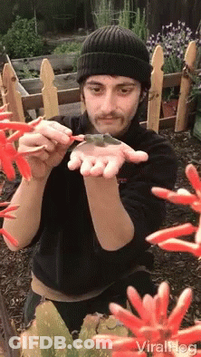 Man Holding Hummingbird Red Flowers GIF