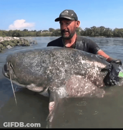 Man Holding Large Fish In Water Wearing Geoff Hat GIF