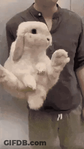Man Holding Large White Rabbit GIF