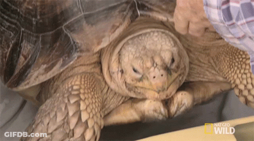 Man Holding National Geographic Wild Turtle GIF