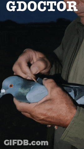 Man Holding Pigeon With Word Doctor GIF