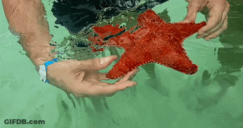Man Holding Red Starfish GIF