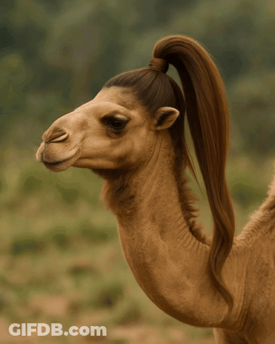 Man Holding Small Camel With Mouth Open GIF