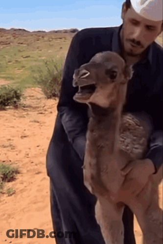 Man Holding Small Camel With Mouth Open GIF