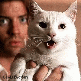 Man Holding White Cat Open Mouth Surprised GIF
