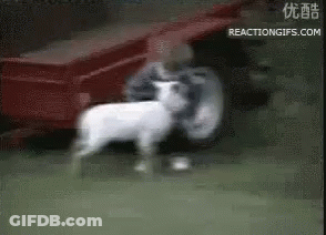 Man Holding White Sheep In Front Of Red Tractor GIF