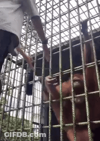 Man Holding Woman's Hand Through Fence GIF