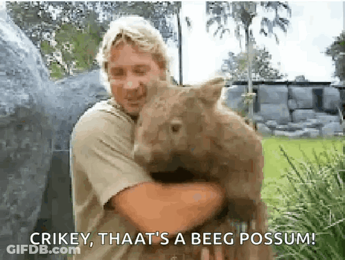 Man Holding Wombat Saying Crikey That's A Beeg Possum GIF