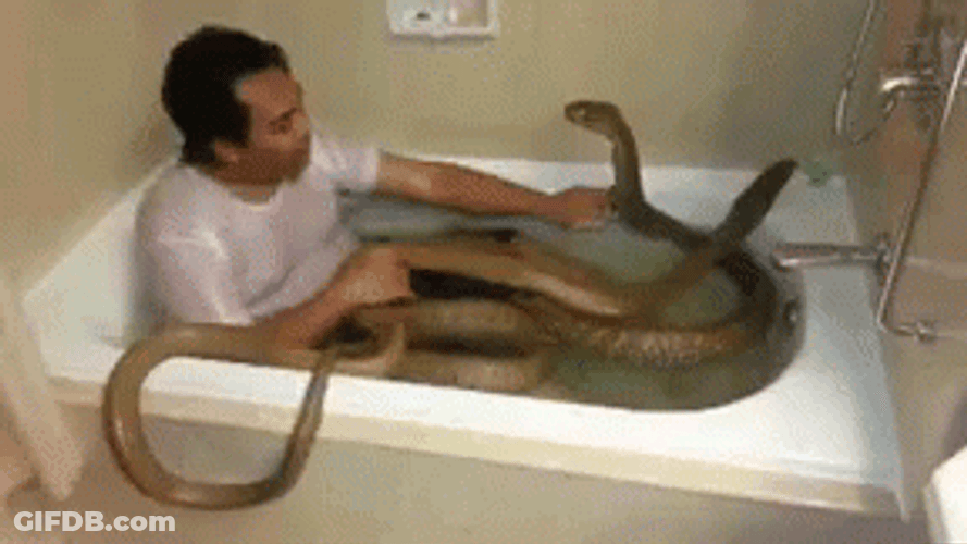 Man In Bathtub With Anaconda Snake GIF