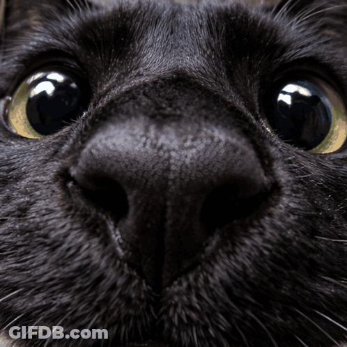 Man In Black And White Sweater Saying Obviously GIF