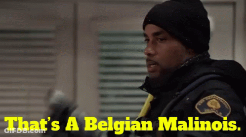 Man In Black Hat Saying That's A Belgian Malinois GIF