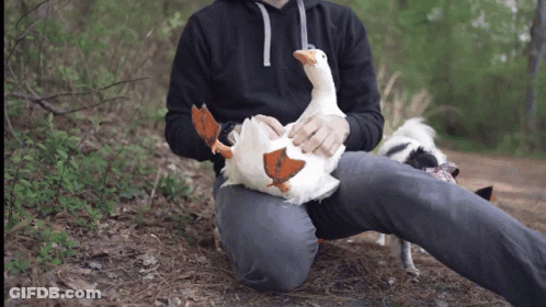 Man In Black Hoodie Petting Stuffed Goose GIF