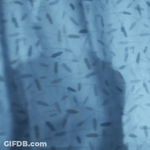 Man In Black Shirt Behind Blue Shower Curtain GIF