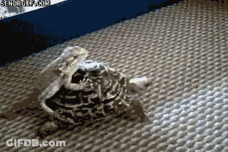 Man In Black Shirt Dancing In Crowd GIF