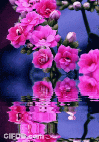 Man In Black Shirt With Pourier In Ring GIF