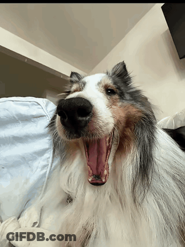 Man In Black Sweater Holding Dog GIF