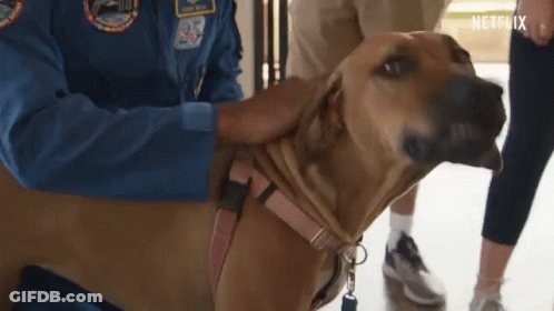 Man In Blue Jacket Petting Brown Dog GIF