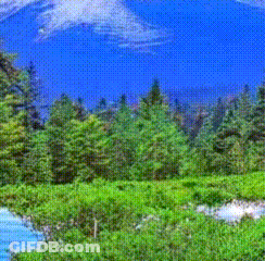 Man In Blue Jacket Walking Down Dirt Path In Woods GIF