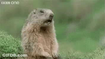 Man In Blue Shirt Eating Pickles GIF