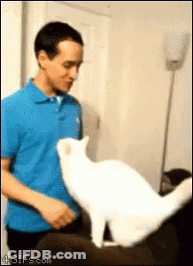 Man In Blue Shirt Petting White Cat On Couch GIF