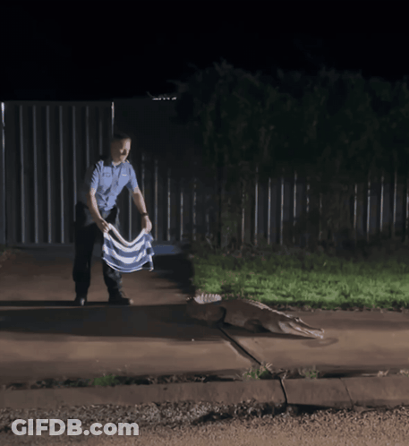 Man In Blue Shirt Standing Next To Crocodile GIF