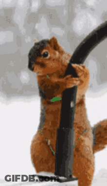 Man In Bow Tie In Boxing Ring GIF