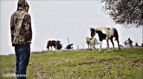 Man In Camo Jacket Looking At Herd Of Horses GIF