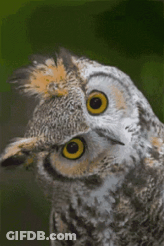 Man In Car With Tuff Words GIF