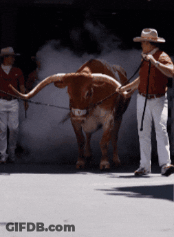 Man In Cowboy Hat Leading Brown Bull GIF