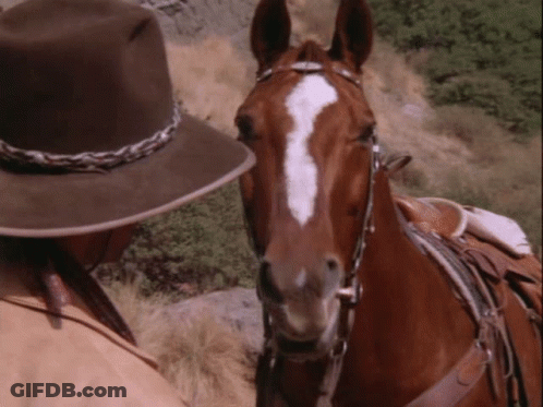Man In Cowboy Hat Next To Horse GIF