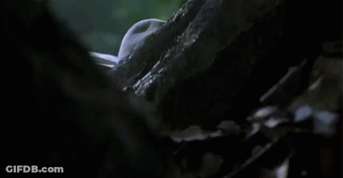 Man In Cowboy Hat Peeking Over Tree Trunk GIF