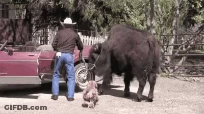 Man In Cowboy Hat Standing Next To Buffalo GIF