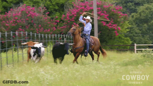 Man In Cowboy Hat Watching Cowboys On Horses GIF
