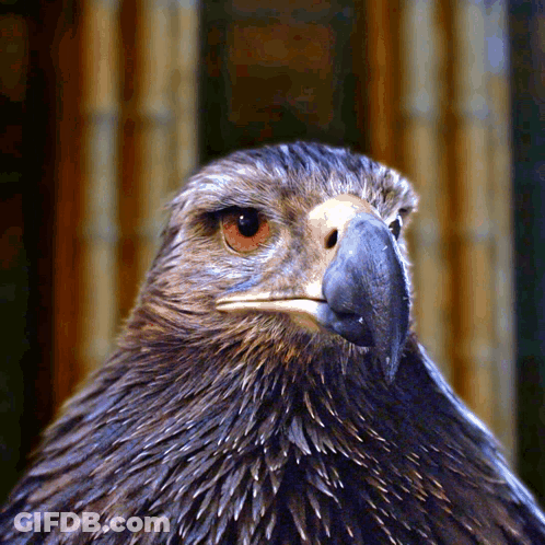 Man In Eagles Jersey Number 7 GIF