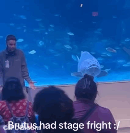 Man In Front Of Fish Tank Saying Brutus Had Stage Fright GIF