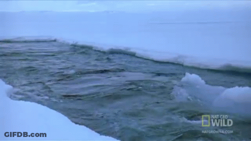 Man In Glasses Finland Flag Says Scream If You Love Finland GIF
